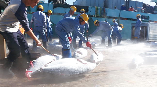 獲った魚は大切に。無駄なく食べる